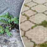 Bez chemie a zbytečného úsilí: jak se zbavit plevele na