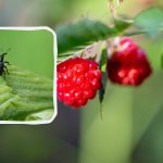 Jak se zbavit hraboše dříve, než sežere polovinu úrody: pomůže