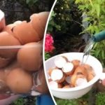 Odborníci nabádají, abyste skořápky od vajec myli a nevyhazovali –