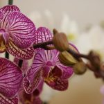 Odborníci odhalili obrovskou chybu, která brání kvetení orchidejí.
