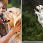 Pes se nechce nechat hladit a dává tajný signál: odhaleno