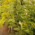 Phytophthora na bramborách: jak zachránit úrodu – tipy zkušených zahrádkářů