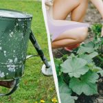 Pokud zaléváte podle tohoto schématu, o okurky nepřijdete: ideální metoda