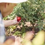 Proč rajčata praskají na záhoně: tuto chybu dělají téměř všichni