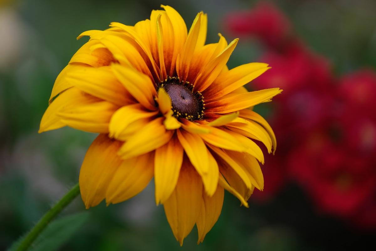 Rudbeckia / pixabay photo