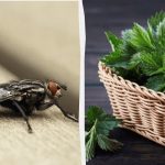 Ani nevletí dovnitř: jak se zbavit much v domě a