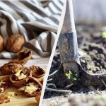 Cenné hnojivo: proč byste neměli vyhazovat ořechové skořápky?