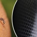 Co skutečně odpuzuje komáry během několika sekund – osvědčené repelenty