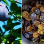 Dokonalá koláčová náplň: jak zmrazit švestky s citronovou kůrou a