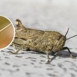 Které rostliny sežerou kobylky jako první: způsob kontroly a obavy