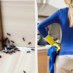 Kyselina boritá nefunguje: snadný způsob, jak se zbavit mravenců