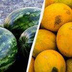 Melouny a melouny budou jako „Chersonovy“: čím krmit koncem července