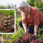 Měsíční kalendář na srpen 2025: co zasadit a co udělat