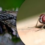 Mouchy to nevydrží a zmizí: 4 přírodní prostředky, které odpuzují