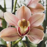 Orchideje budou „kvést jako hodinky“, pokud je budete krmit tímto