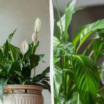 Pokud spathiphyllum nekvete: musíte ho krmit penny lékem.