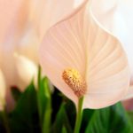 Štěstí v domě: proč spathiphyllum nekvete