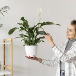 Tento neobvyklý, ale jednoduchý prostředek zachrání vaše spathiphyllum před nemocemi