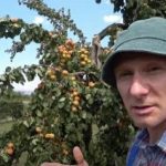 Zlomená větev: jak oživit strom a zachránit úrodu