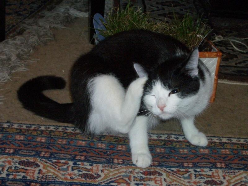 Ušní roztoči u koček se projevují častým škrábáním ucha / foto flickr.com/kluepfel