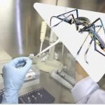 Čína zavedla dravé komáry pro boj s virem chikungunya