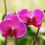 Co dělat, když vám nekvete orchidej: 5 triků, které opravdu