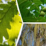 Co nepěstovat na zahradě: zahradník jmenoval 5 stromů, které způsobují