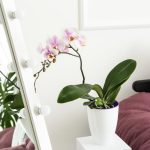 Jak správně přesadit orchidej doma: 5 kroků