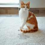 Jak vycvičit kočku na záchod: 7 univerzálních tipů