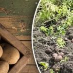 Kolik brambor se sklidí z jednoho keře: pěstitele zeleniny překvapila