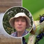 Mravenci zmizí za týden: nejlepší způsob, jak zlikvidovat hmyz v
