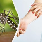 Nebezpečný komár se objevil na je naše země: entomolog řekl,