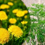 Portulaca, pšeničná tráva, ambrózie: jak se navždy zbavit plevele v