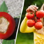 Stačí jedno ošetření: Jak zachránit rajčata před vertexovou hnilobou