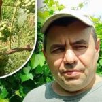 Tajemství srpna: zahradník prozradil, jak udělat bobule hroznů sladšími bez