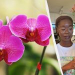 Zahradník pojmenoval nebezpečnou chybu při zalévání orchidejí: květ může uhnít.